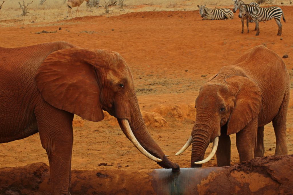 two elepahnts drinken from a water pipe in tsavo east national park