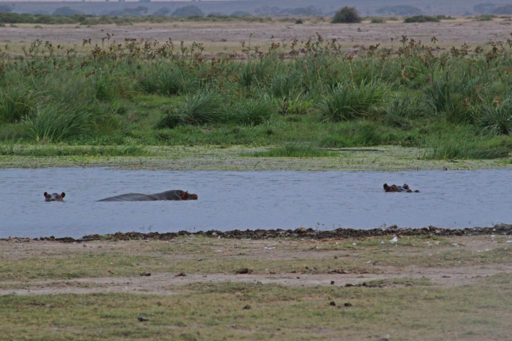 the hippo's in amboseli park