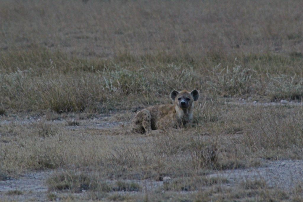 a hyena in amboseli park