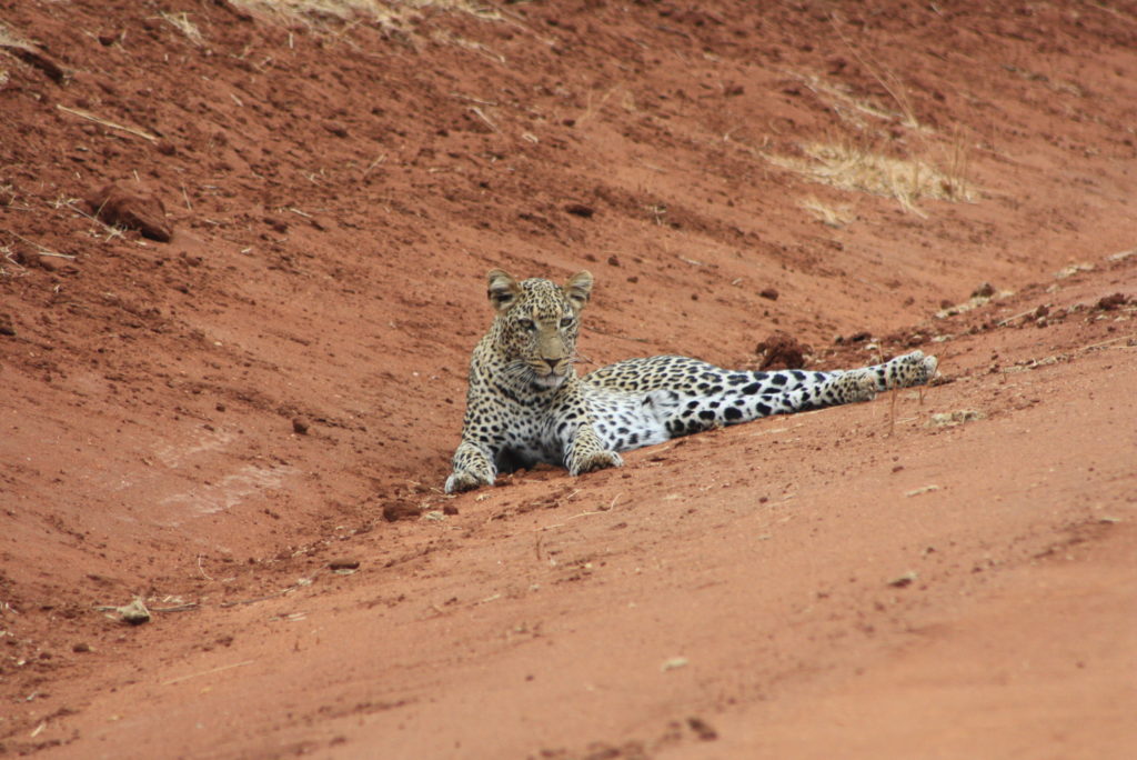 a leopard in tsavo west national park