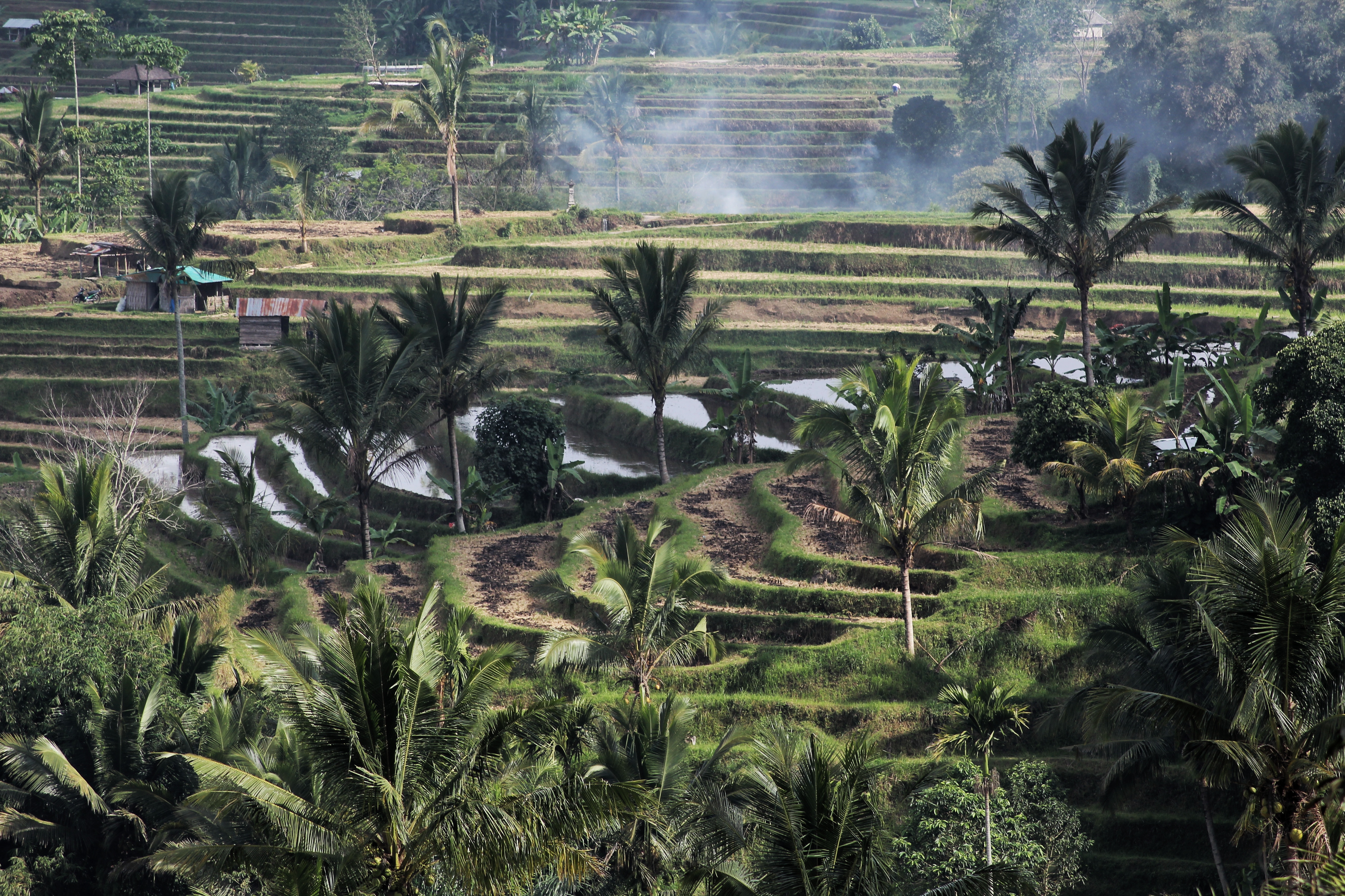 UNESCO Jatiluwih rice fields in Bali, Indonesia
