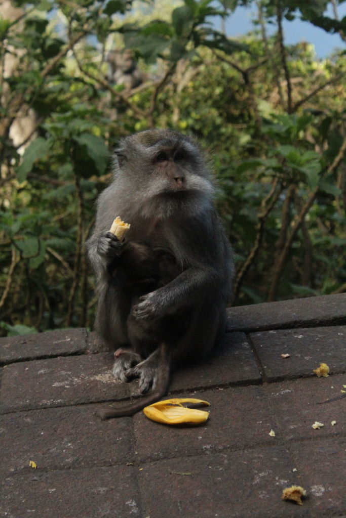monkey eating a banana in Bali, indonesia