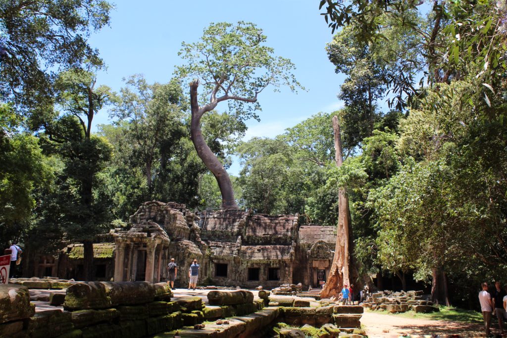 building at ta prohm in siem reap with a tree trough the roof
