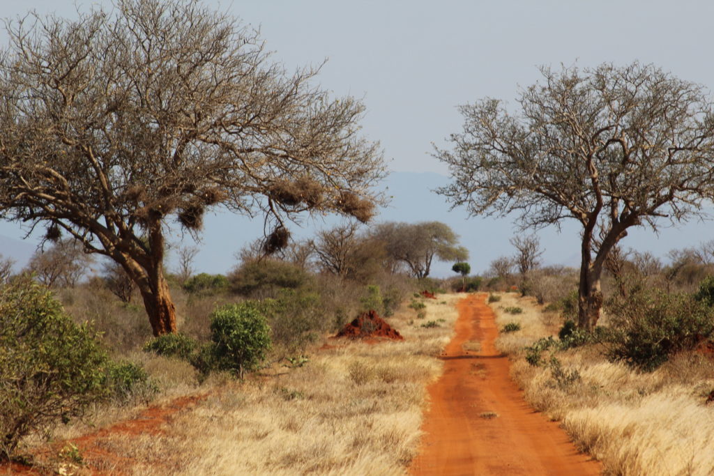 the road in tsavo east national park