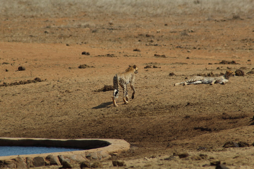 two cheetahs in tsavo east national park