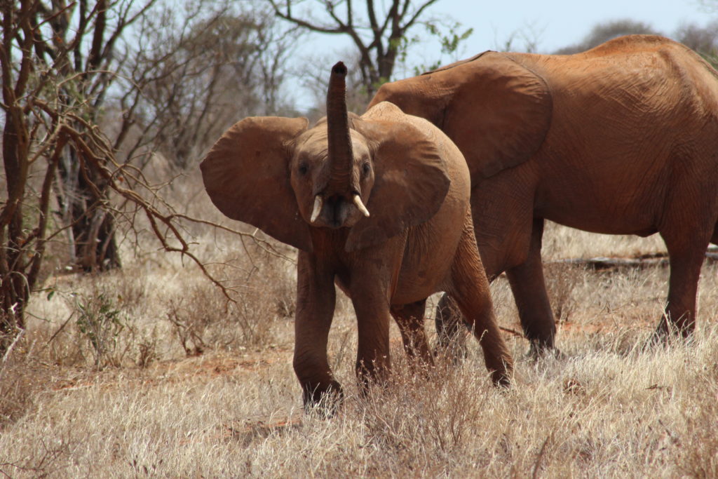 an elephant in tsavo east national park