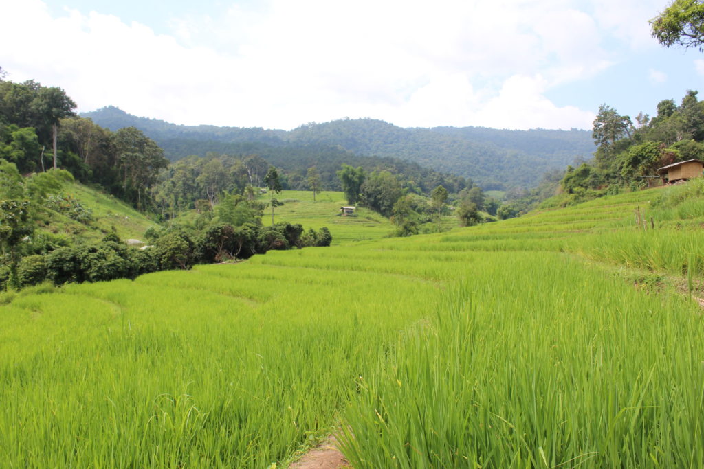 rice fields in chiang mai