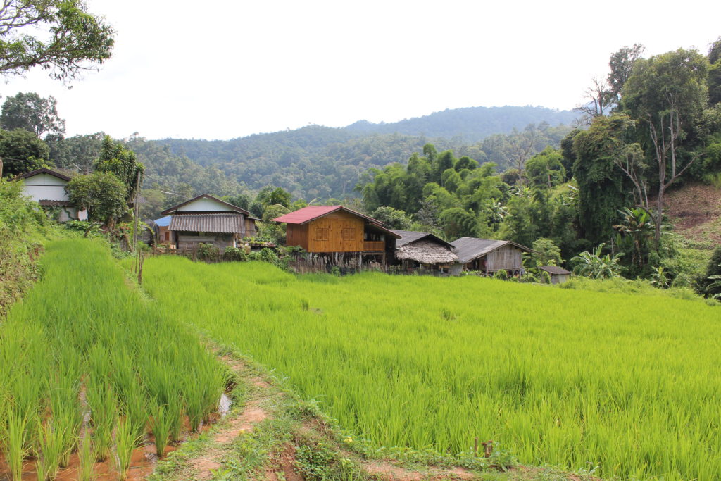 rice fields in chiang mai