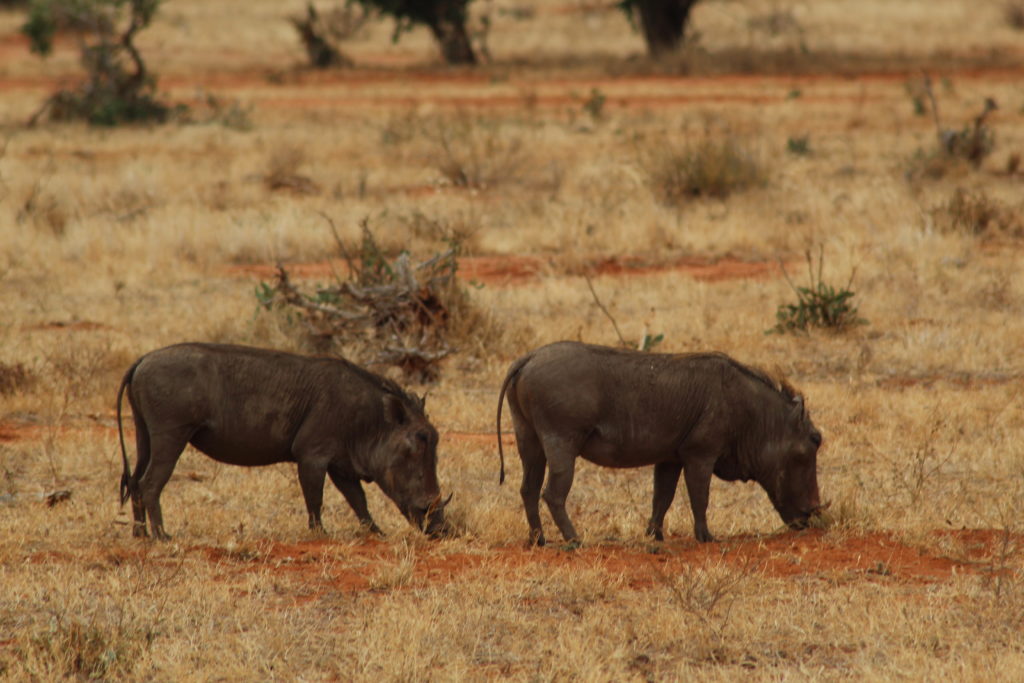 two wild boars in tsavo east national park