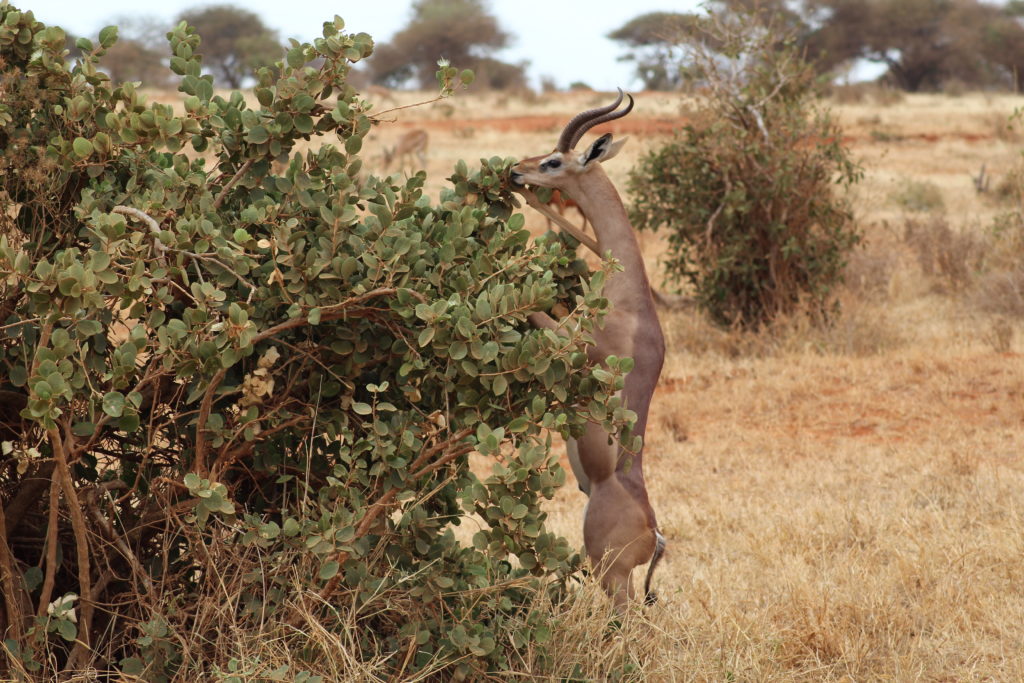 an impala eating from the bushes in tsavo east national park