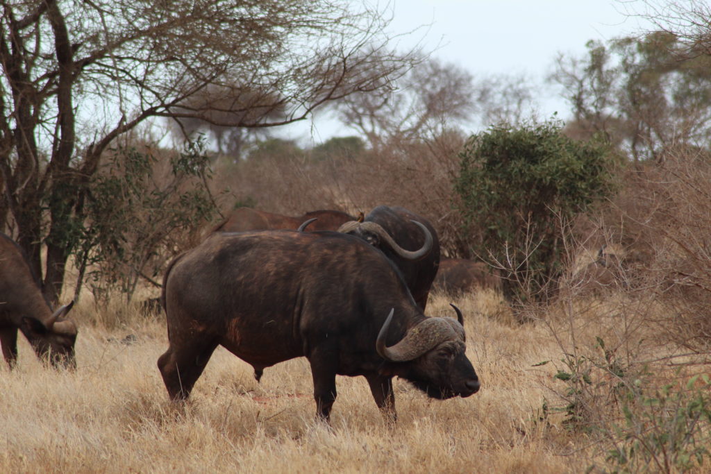 a buffel in tsavo east national park