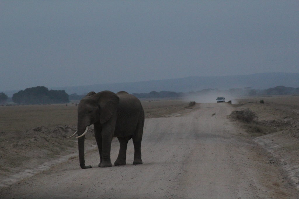 an elephant on the road in amboseli park