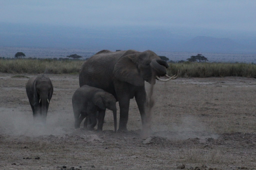an elephant putting dirt on himself in amboseli park