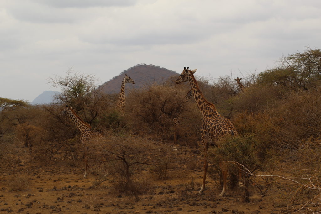 5 giraffes in tsavo west national park