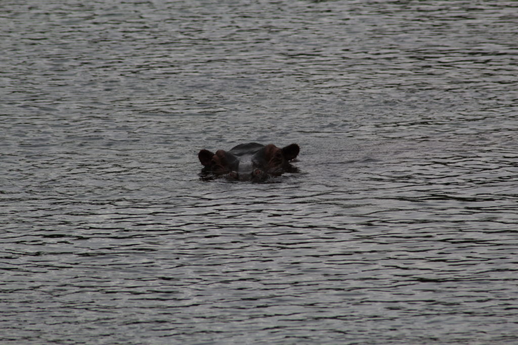a hippo in mzima springs