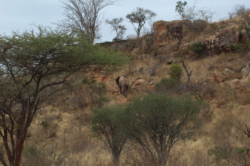 an elephant climbing a mountain in tsavo west national park