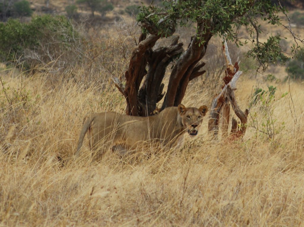 a lion underneath a tree in tsavo west national park