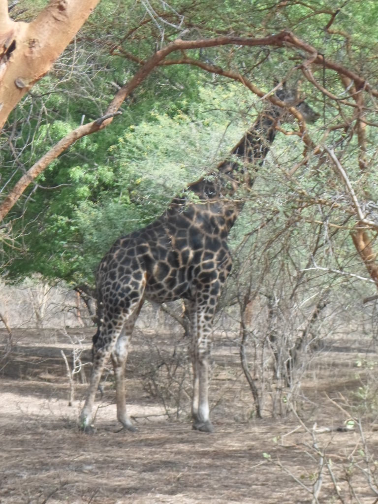 A giraffe in Bandia Reserve, Senegal