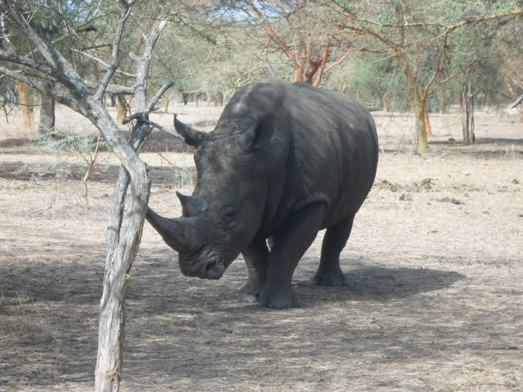 rhino in bandia reserve senegal