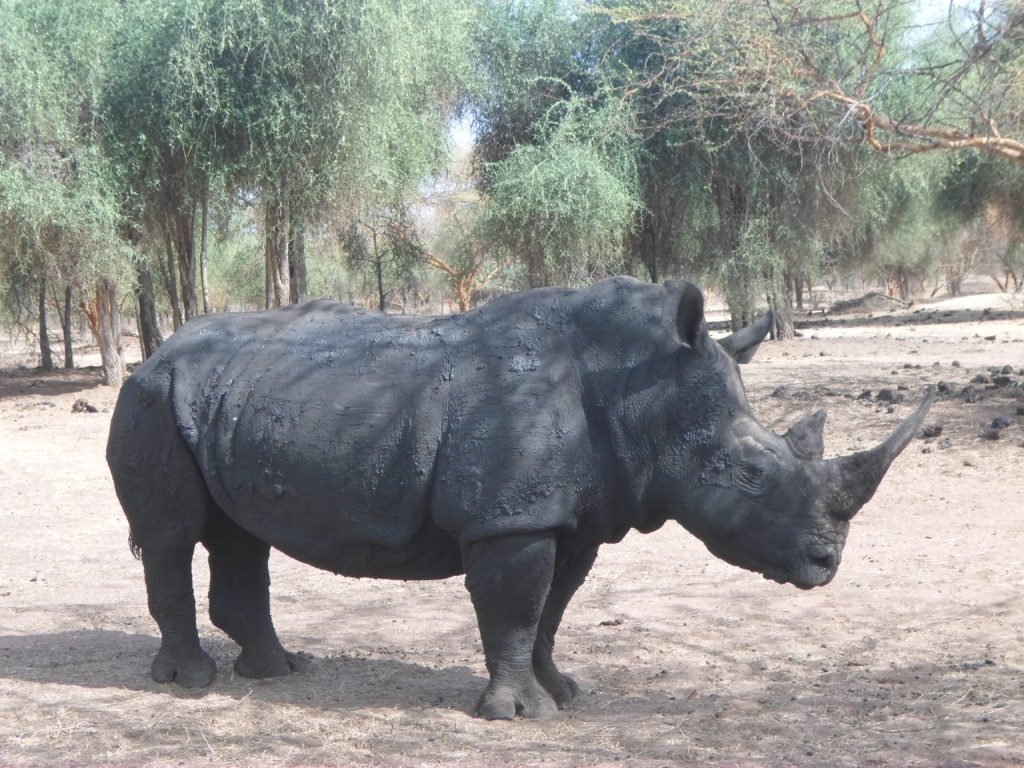 A black rhino in Bandia Reserve, Senegal