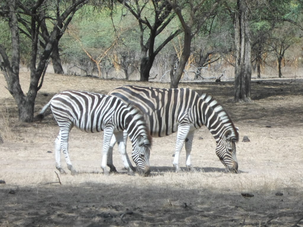 zebras in Bandia Reserve, Senegal