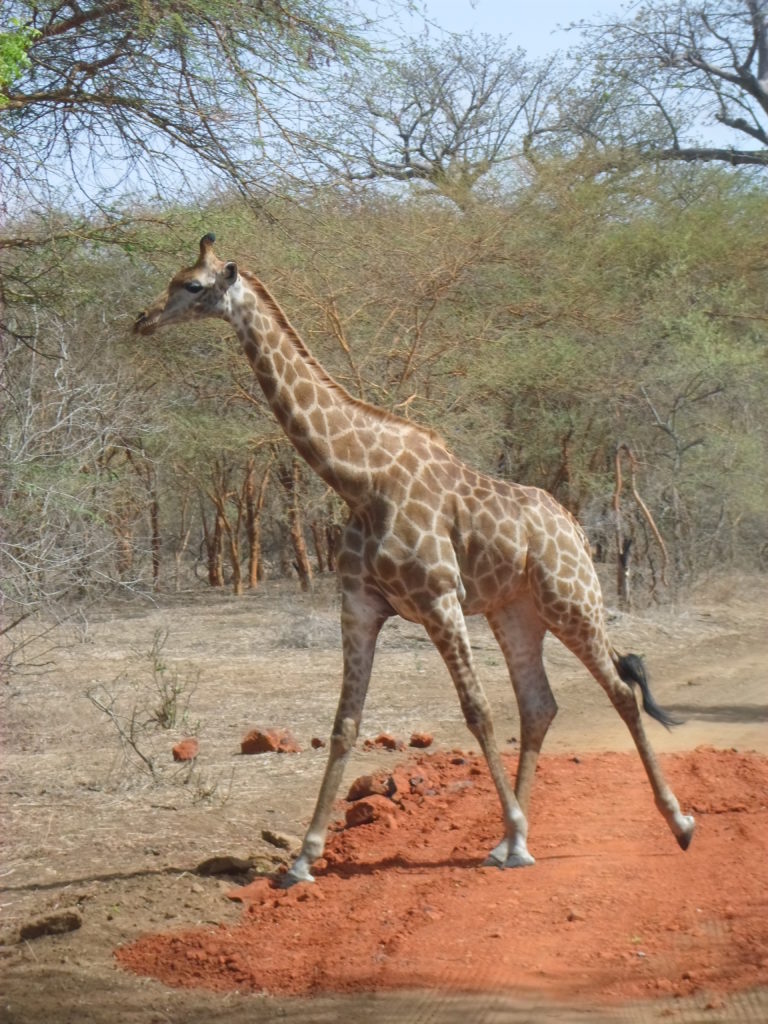a giraffe in Bandia Reserve, Senegal