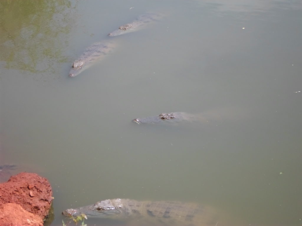 crocodiles in Bandia Reserve, Senegal