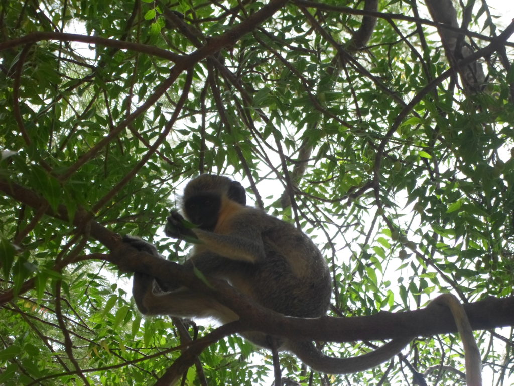 a monkey in Bandia Reserve, Senegal
