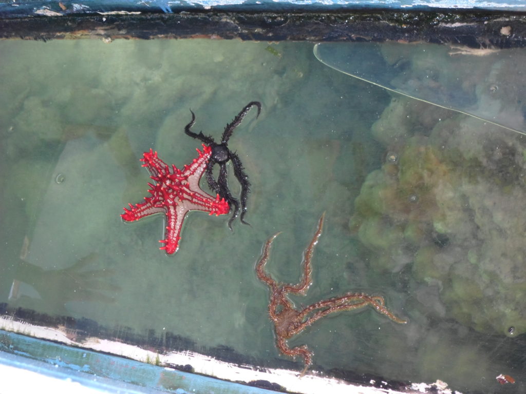 water spiders and a starfish