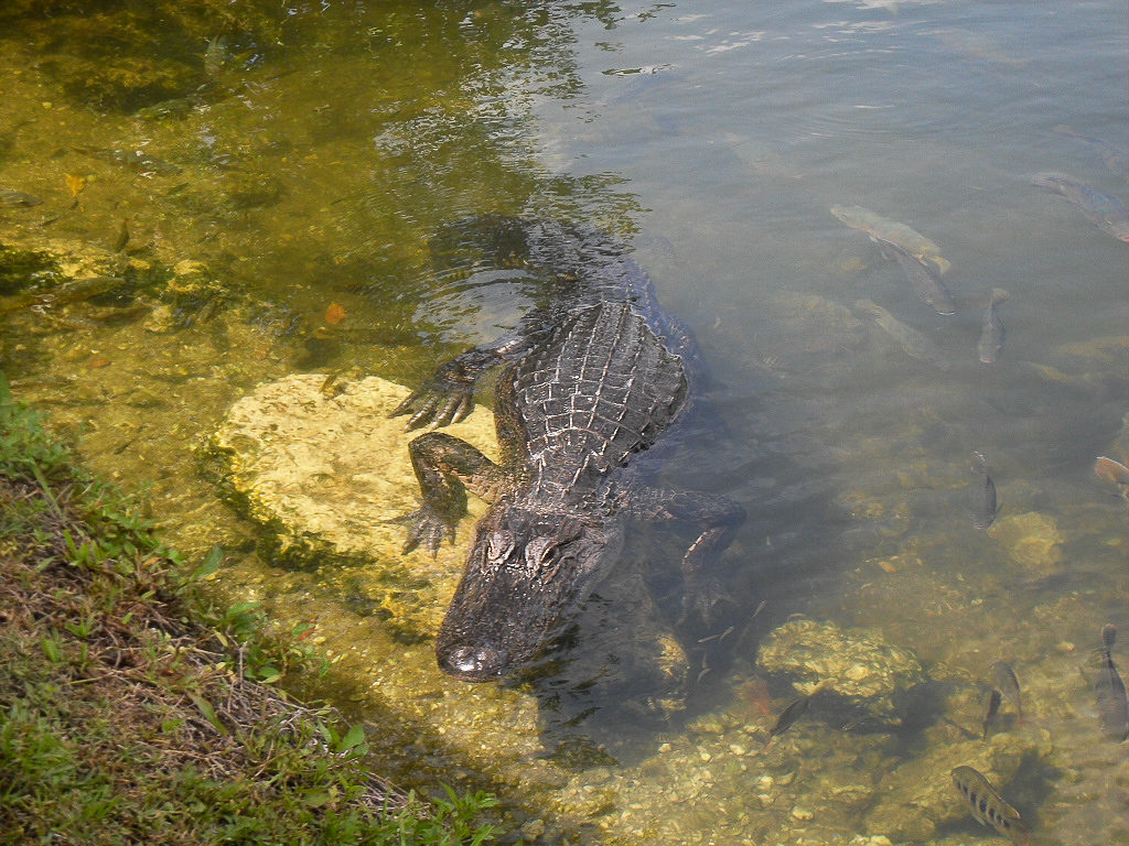 crocodile in the everglades, Florida, USA