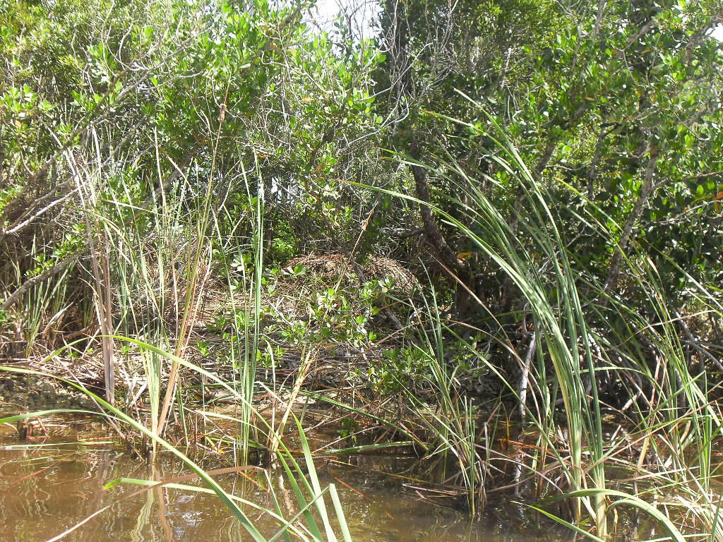 crocodile's nest in the everglades, Florida, USA