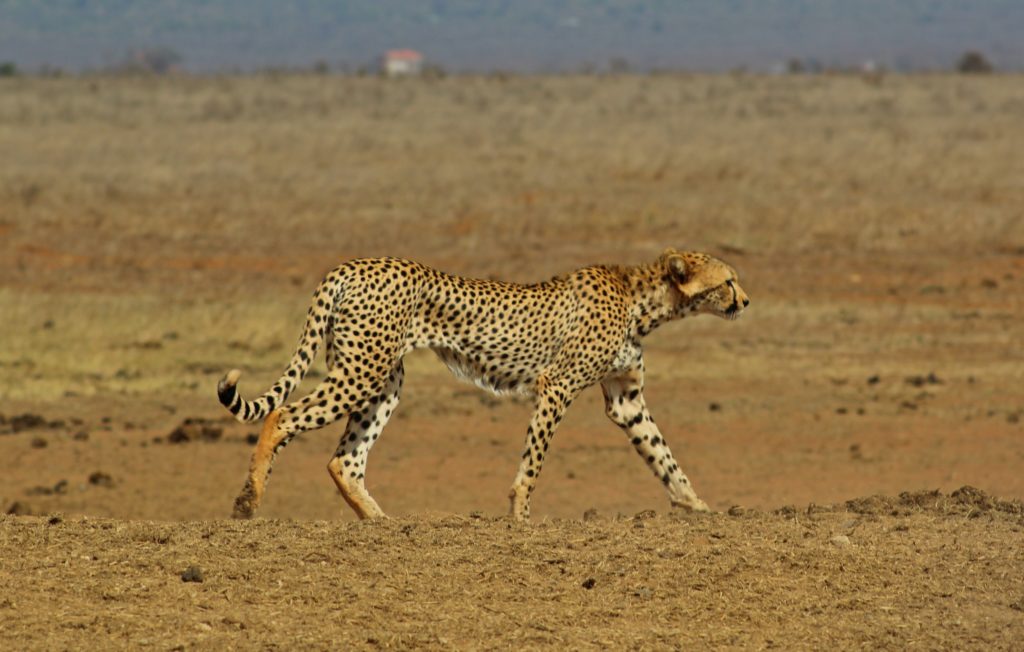 a cheetah in tsavo east national park