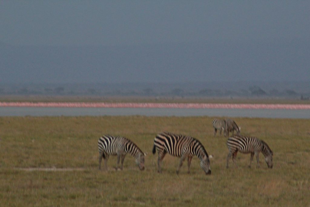 the flamingos and zebras in amboseli park