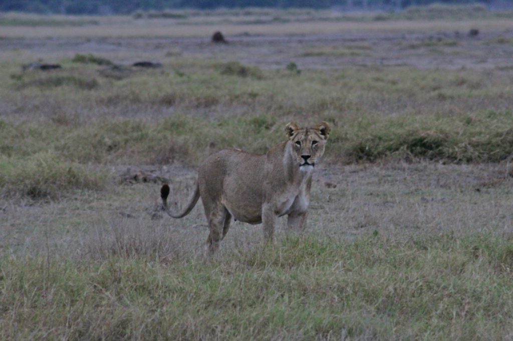 close up of a lion in amboseli park