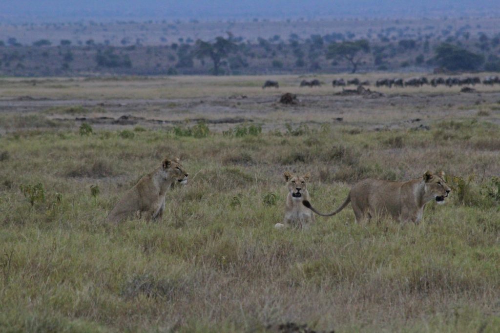 three lions in amboseli park