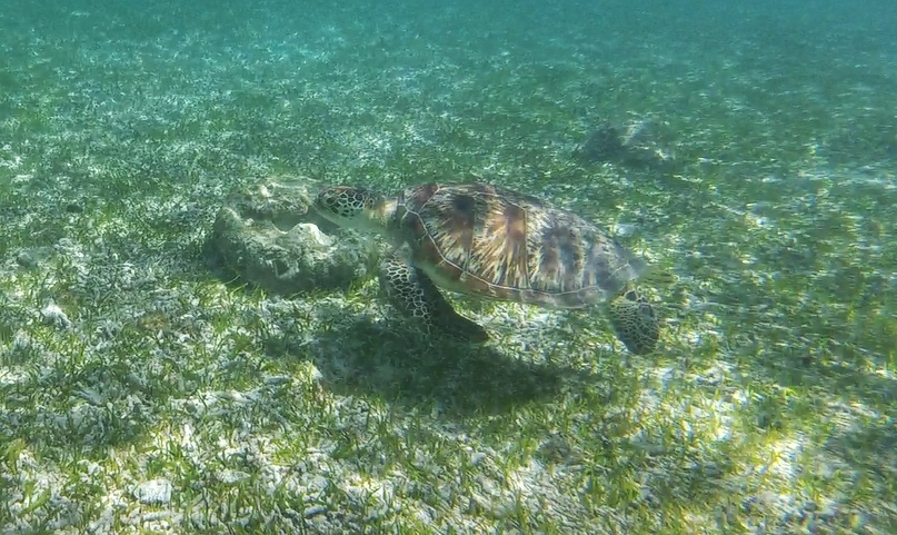 sea turtle in gili meno, indonesia