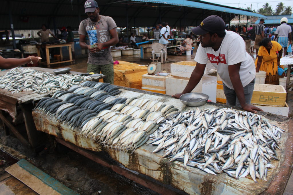 fish market in Negombo, Sri Lanka