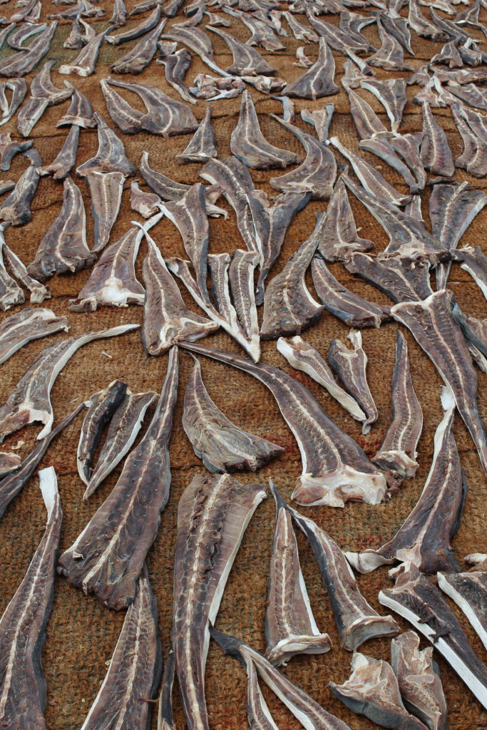 fish market in Negombo, Sri Lanka