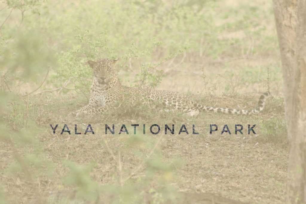 header article yala national park