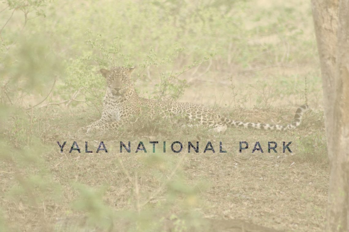 header article yala national park in Sri Lanka, asia