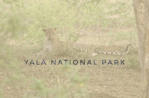 header article yala national park in Sri Lanka, asia