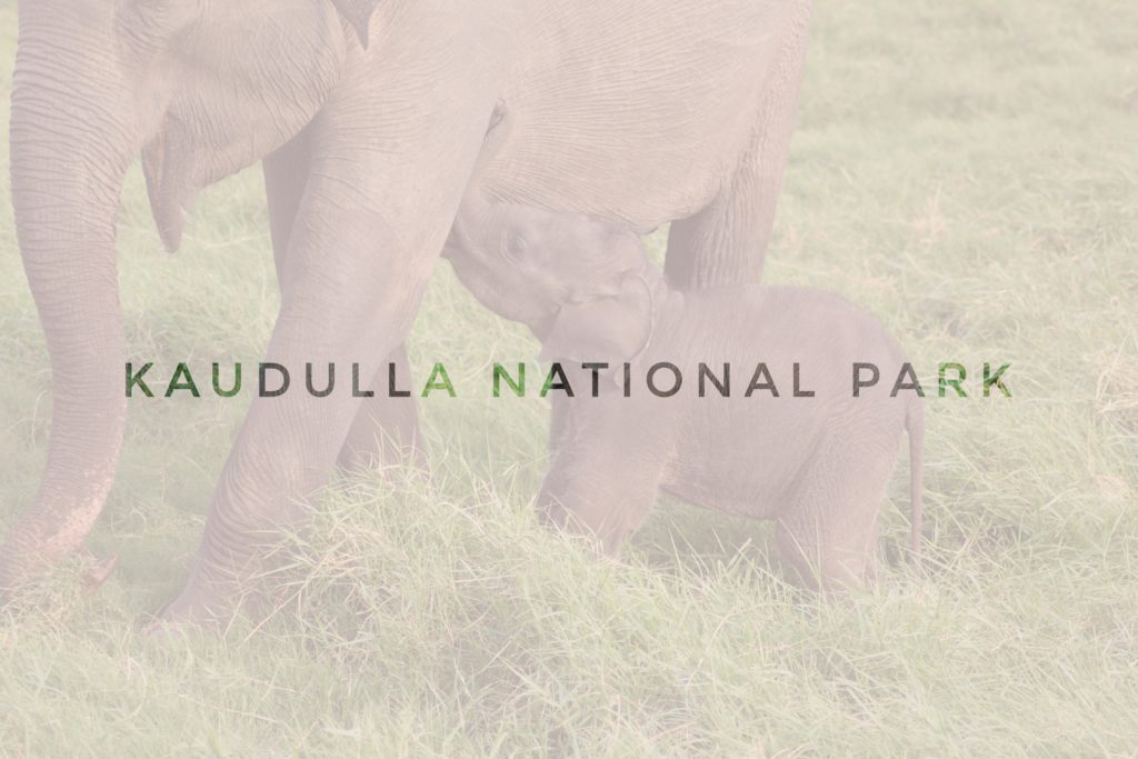 header article kaudulla national park in Sri Lanka