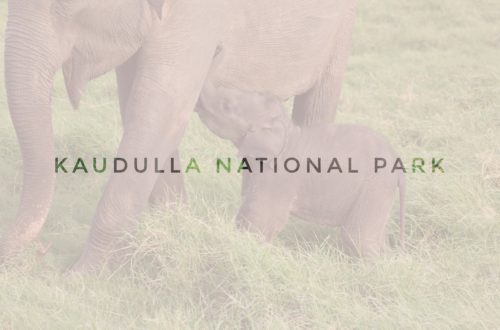 header article kaudulla national park in Sri Lanka, asia