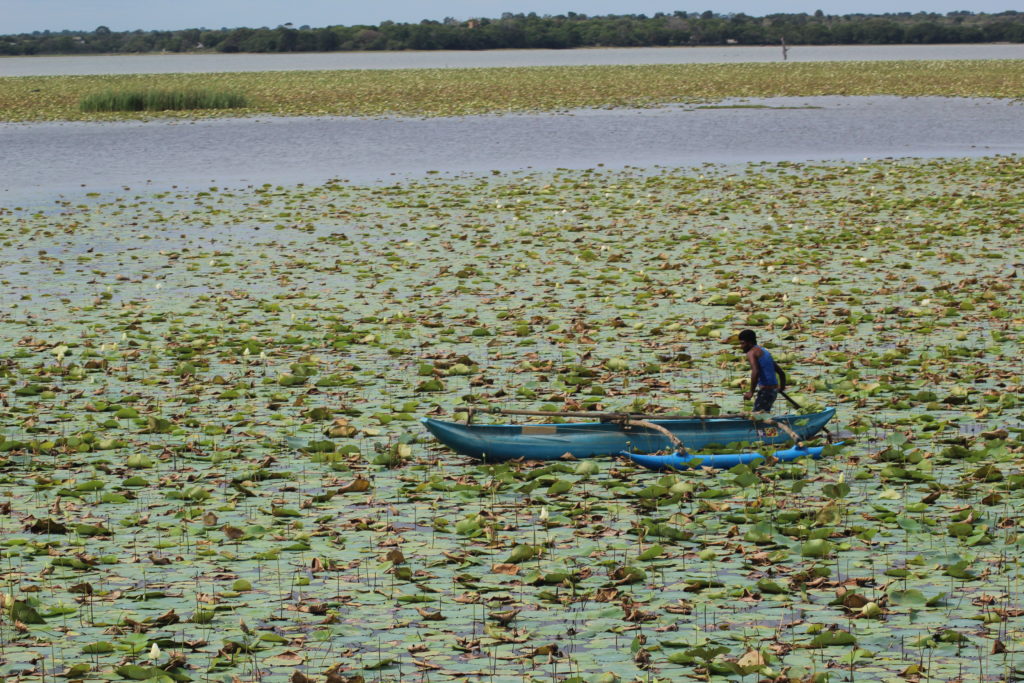 tissamaharama lake in Sri Lanka