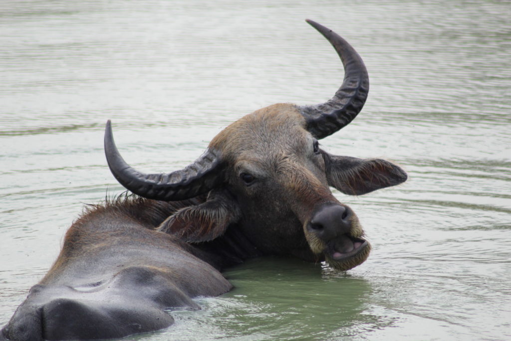 a buffaloe in Yala National Park Tissamaharama, Sri Lanka