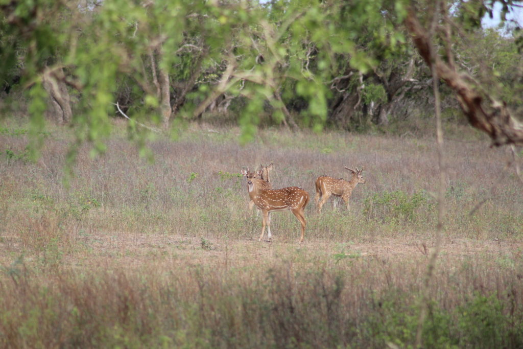 deers in Yala National Park Tissamaharama, Sri Lanka
