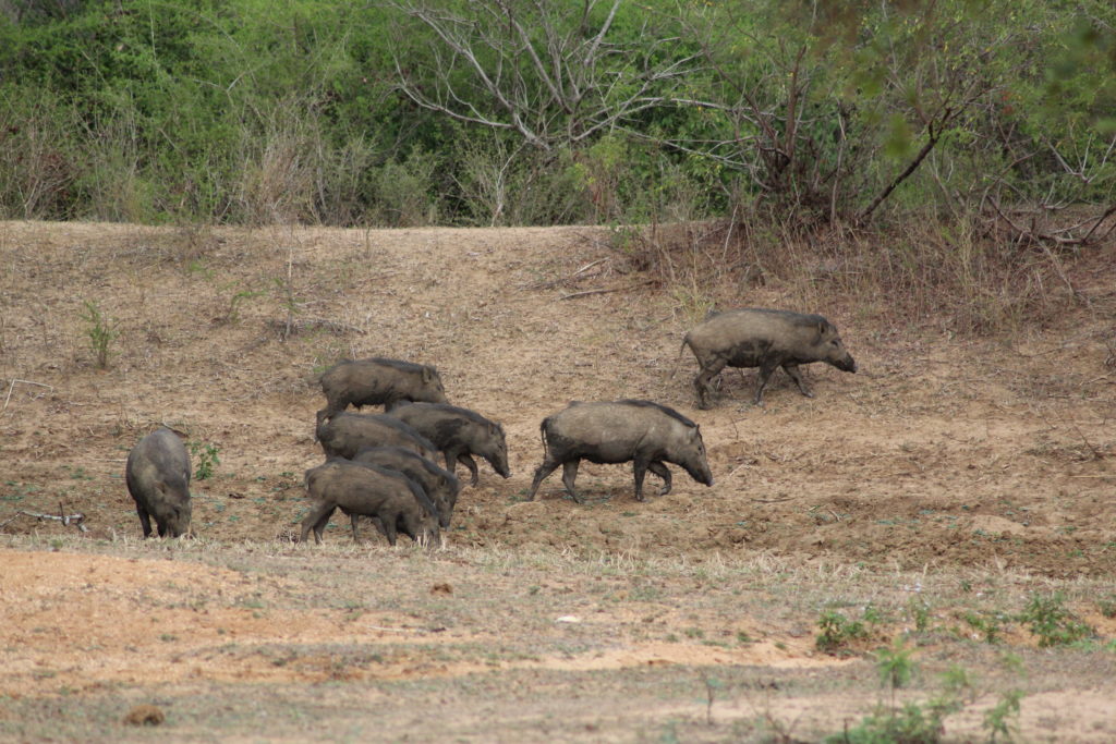boars in Yala National Park Tissamaharama, Sri Lanka