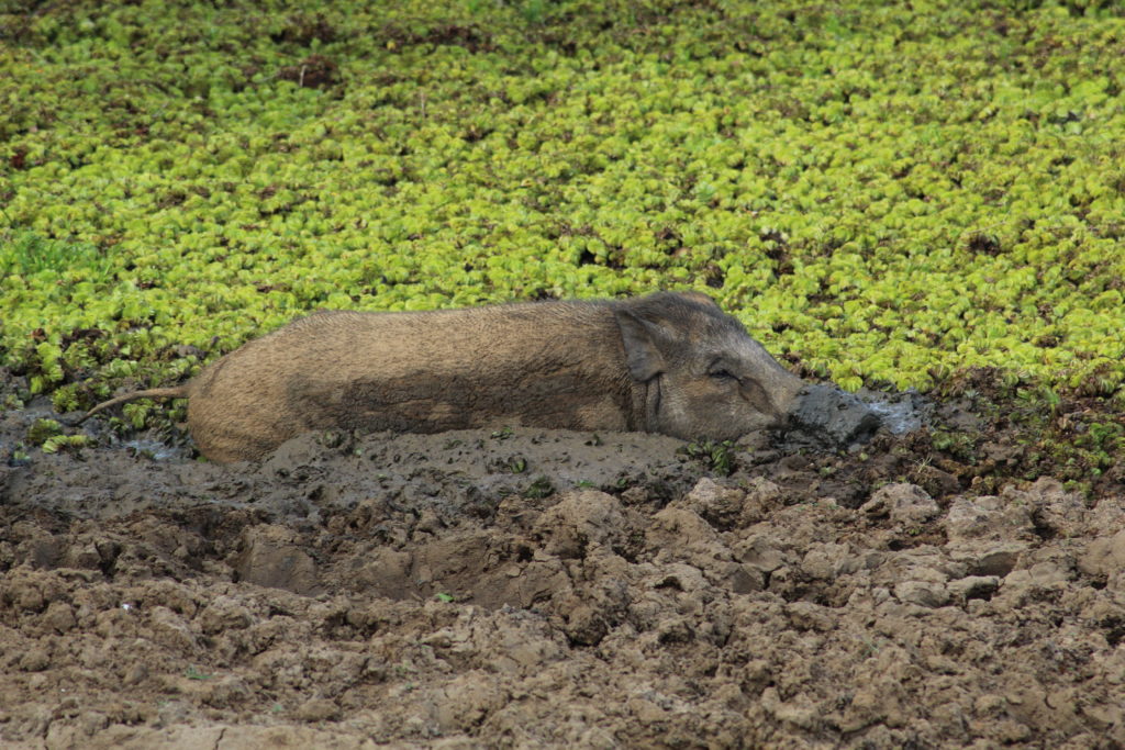 pig in Yala National Park Tissamaharama, Sri Lanka