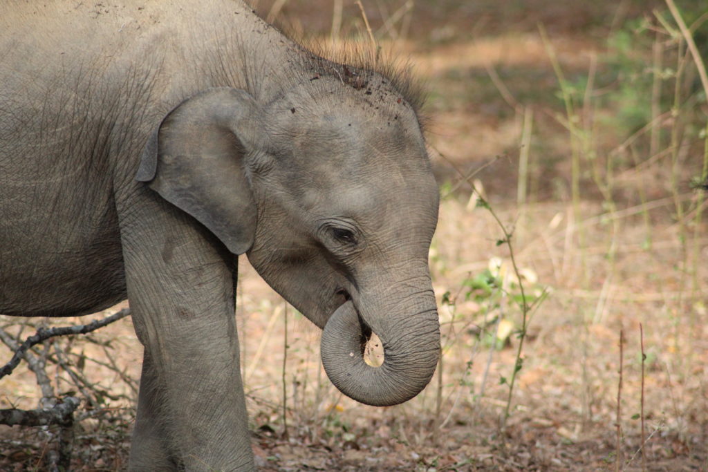 elephants in Yala National Park Tissamaharama, Sri Lanka