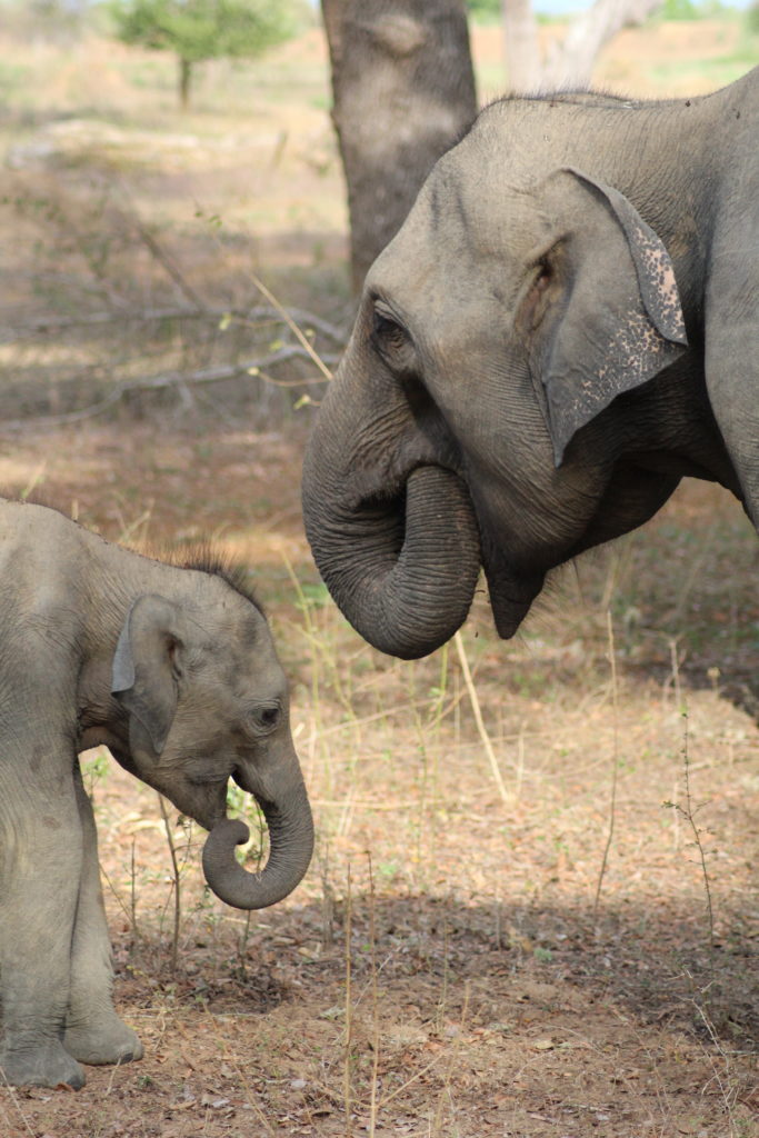 elephants in Yala National Park Tissamaharama, Sri Lanka